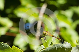 Side View of a Female Yellow -Legged Meadowhawk Dragonfly