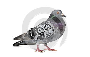 Side view of a feral pigeon, isoated on white