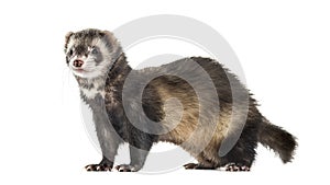 Side view of a Ferret