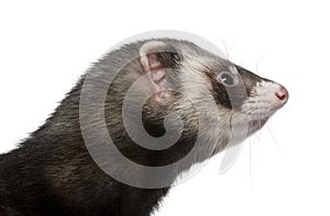 Side view of ferret, 3 years old