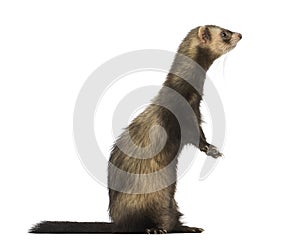 Side view of a Ferret standing on hind legs, isolated photo
