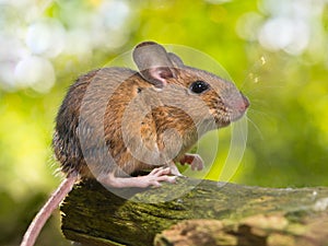 Side View of a Field Mouse (Apodemus sylvaticus) on a Branch