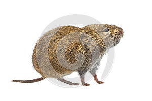 Side view Field vole on white background photo