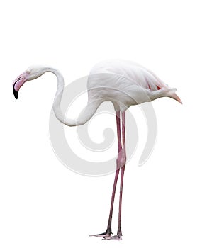 Side view of flamengo bird isolate white background photo