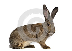 Side view of a Flemish Giant rabbit