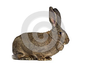 Side view of a Flemish Giant rabbit