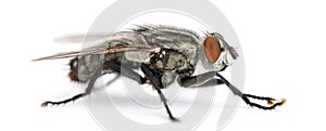 Side view of a Flesh fly, Sarcophagidae, isolated