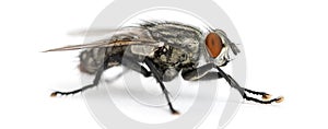 Side view of a Flesh fly, Sarcophagidae, isolated photo