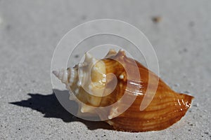 Side view of a Florida fighting conch, Strombus alatus, found on a beach