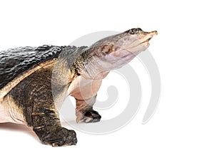 Side view of a Florida softshell turtle, Apalone ferox, isolated on white