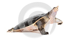 Side view of a Florida softshell turtle walking away, Apalone ferox, isolated on white