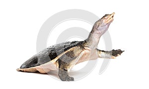 Side view of a Florida softshell turtle walking away, Apalone ferox, isolated on white