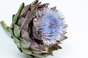 Side view of the flower of an artichoke