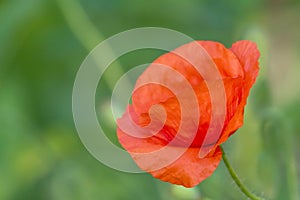 Side view of flower of red poppy closeup