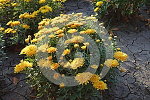 Side view of flowering bush of yellow Chrysanthemum in October