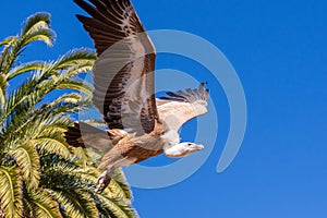 Side view of Flying vulture during prey bird show, Gran Canaria Palmitos park, Spain