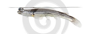 Side view of Four-eyed fish surfacing, isolated