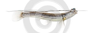 Side view of Four-eyed fish surfacing, isolated