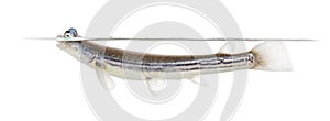 Side view of Four-eyed fish surfacing, isolated