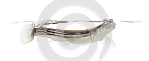 Side view of Four-eyed fish surfacing, isolated photo