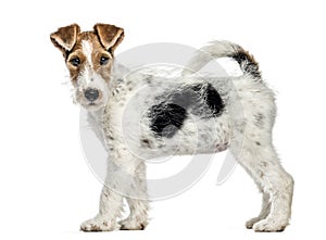 Side view of a Fox terrier dog, standing, isolated