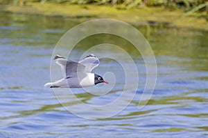 Side view of a Franklin's gull or Leucophaeus pipixcan, a small gull flying on a lake