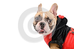 Side view of  French Bulldog wearing a cute and funny Ladybug costume