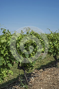 Side view of a French vineyard alleys and tree in the background