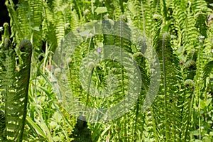 Side view of fresh fern for floral background, Polypodiopsida photo