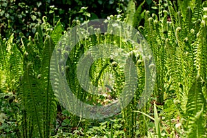 Side view of fresh fern for floral background, Polypodiopsida photo