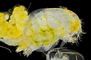 Side view of Freshwater copepod Cyclops with eggs