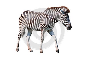 side view full body of african zebra standing isolated white background use for animals in safari theme