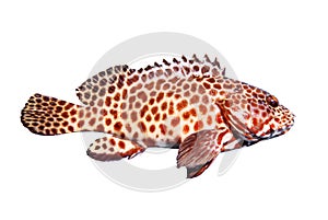 Side view full body of grouper fish isolated white background