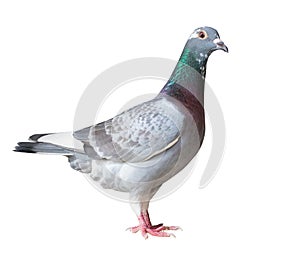 side view full body of homing pigeon bird isolated white background