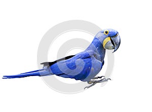 Side view full body of hyacin macaw bird isolated white background