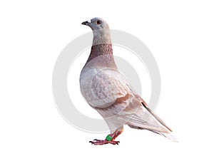 Side view full body of red feather speed racing pigeon isolated white background