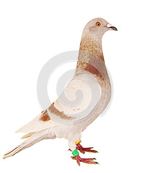 Side view full body of red mealy feather of speed racing pigeon isolated white backgorund