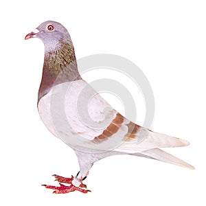 Side view full body of red mealy homing pigeon feather isolated white background