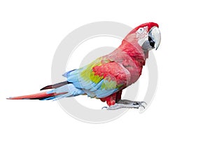 Side view full body of scarlet ,red macaw bird isolated white ba