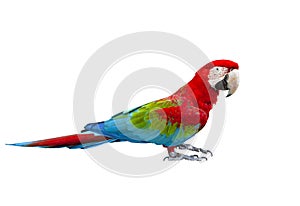 Side view full body of scarlet ,red macaw bird standing isolated white background