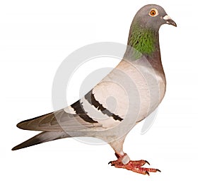 Side view full body of speed racing pigeon isolated white background