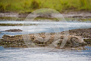 Side view full length Nile Crocodile