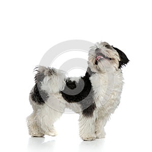 Side view of funny and furry toy dog looking up