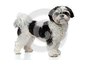 Side view of furry black and white shih tzu standing