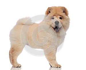 Side view of furry chow chow standing with tongue exposed