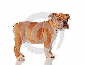 Side view of gentleman english bulldog puppy standing