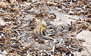 Side View of a Ghost Crab on Dry Seaweed