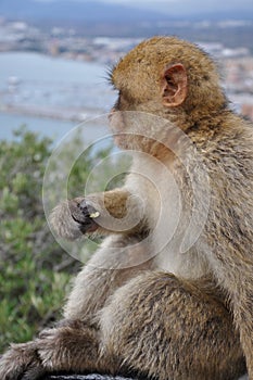 Side view Gibraltar Barbary macaque monkey sit and hold food in hand while eating