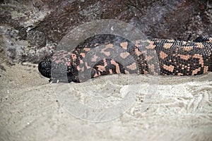 This is a side view of a gilo monster