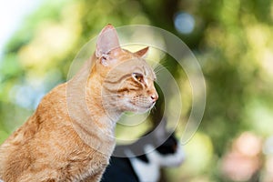 Side view of ginger cat